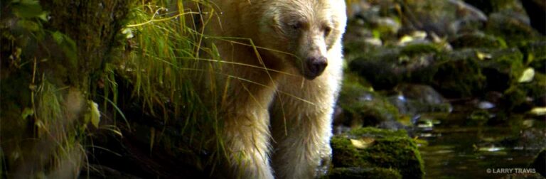 Help Raincoast end the trophy hunt