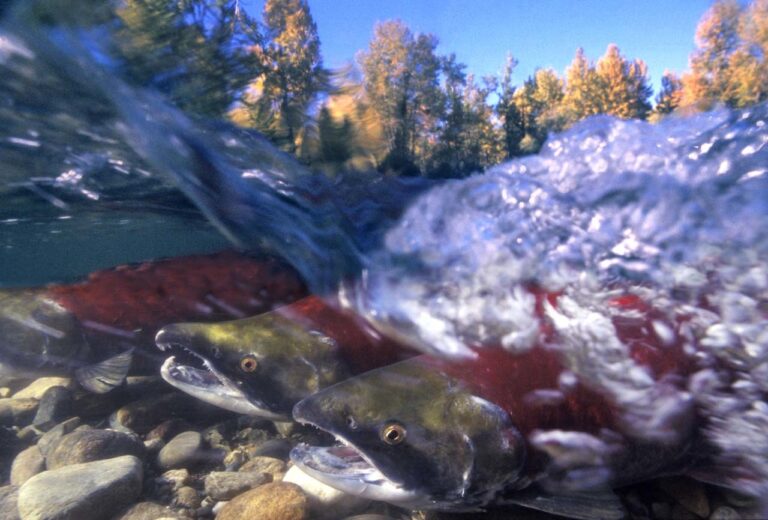 A group of salmon swimming in a river.