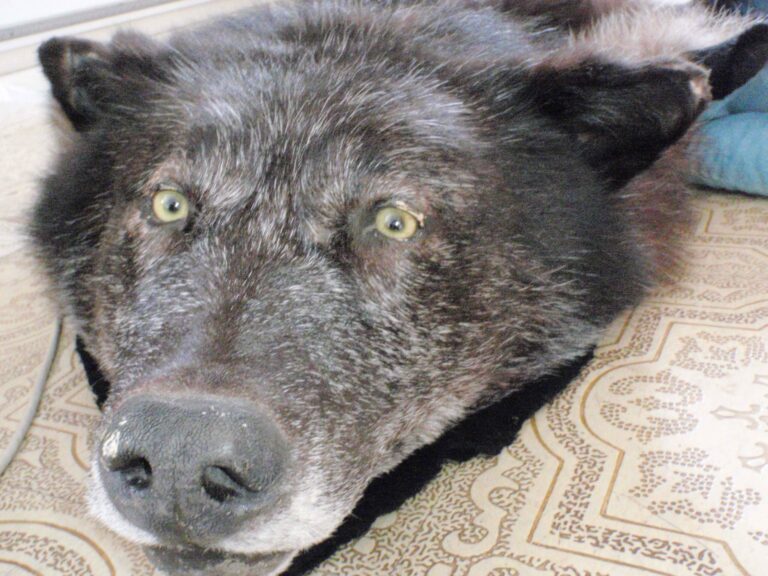 A stuffed wolf lying on the floor.