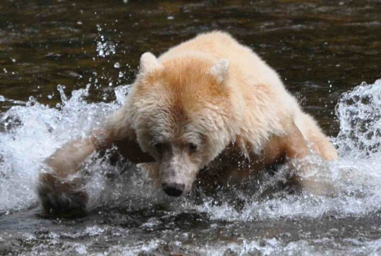 A polar bear playing in the water.
