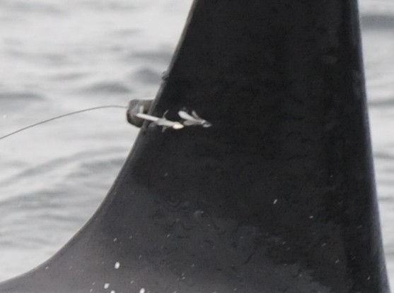 A closeup of the dorsal fin of a transient killer whale after satellite tagging. A pair of serious wounds can be seen at the site where the barbs had been sheared off the animal after the whale rejected the tag.