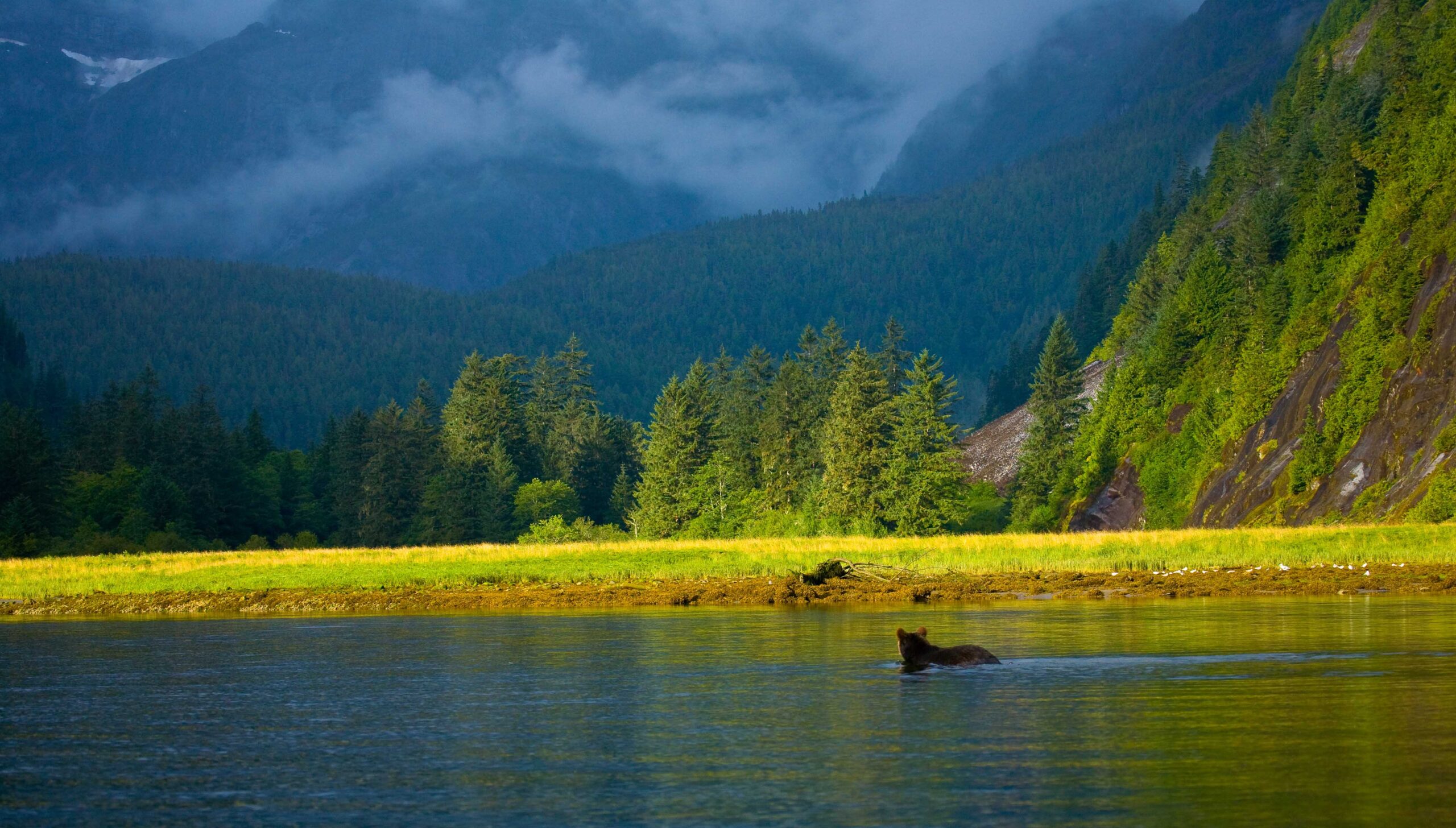 A bear is swimming in a river near a mountain.