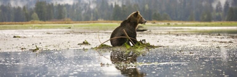 A grizzly bear sitting in the water in the intertidal zone