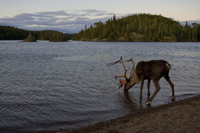 Woodland caribou (Rangifer tarandus) in the boreal forest