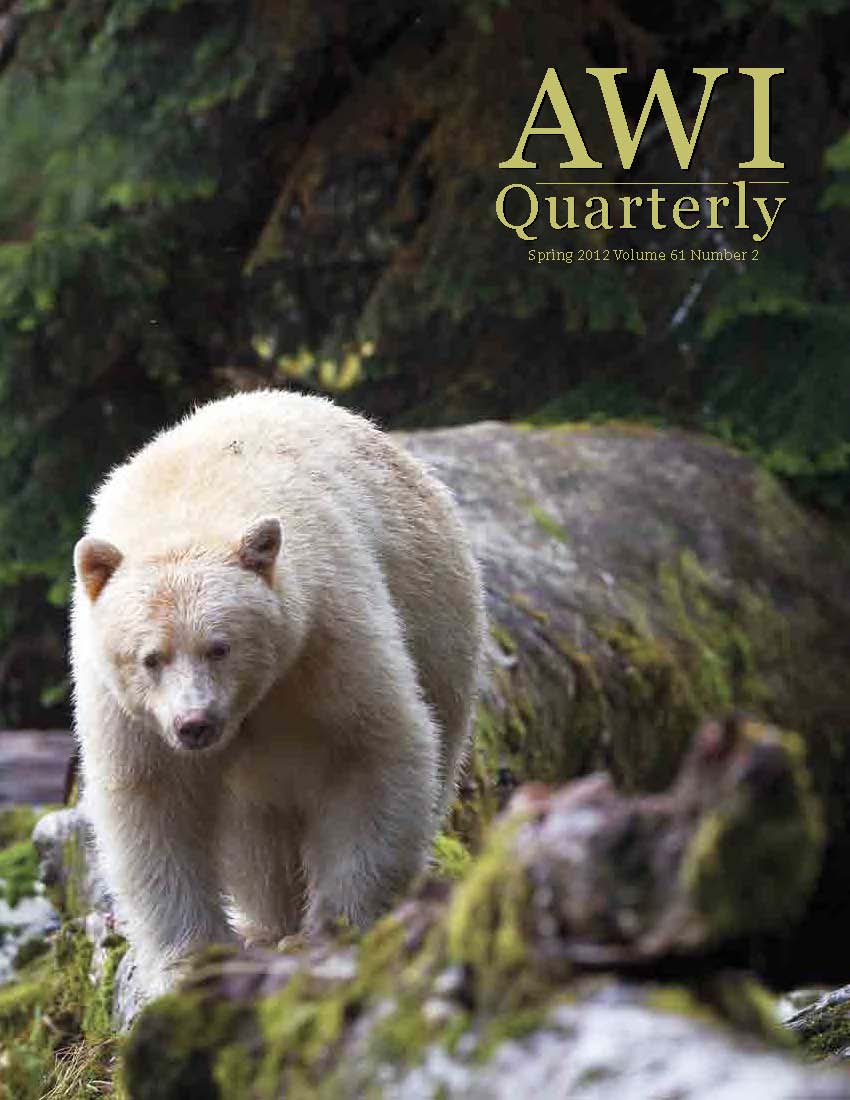 A white bear walking through the woods with the words awi quarterly.