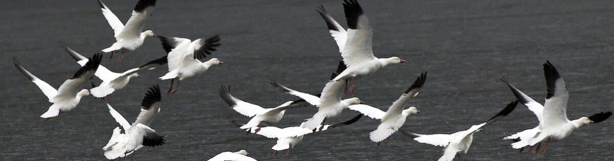 snow geese flying through the air