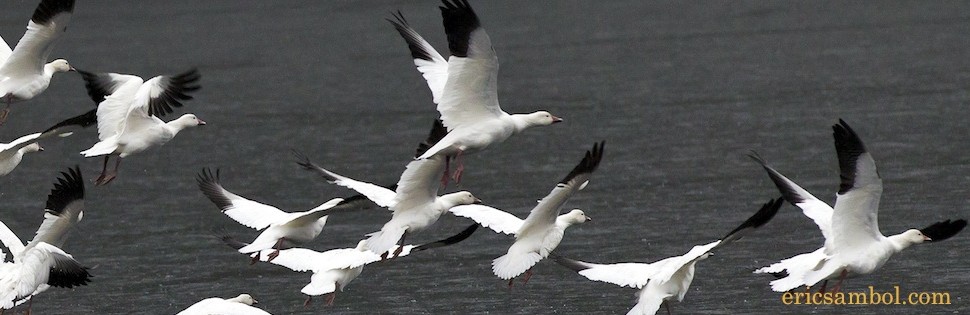 A group of white birds flying over a body of water.