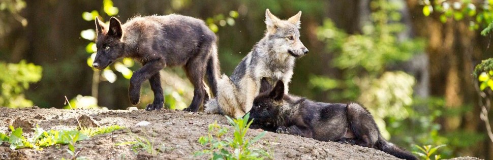 three wolf cubs playing on a rock