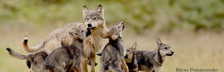 Compassionate conservation and the wolf: