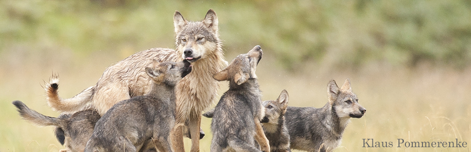 A group of wolves with their mouths open.
