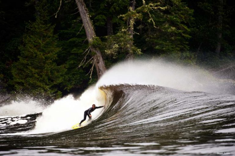 A surfer slides ahead of the curl with giant trees looming in the background