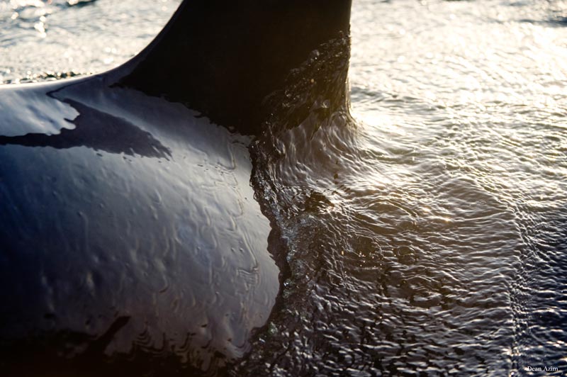 A killer whale fin breaks the surface of the water