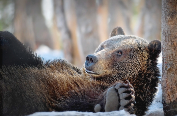 A grizzly bear lying on his back