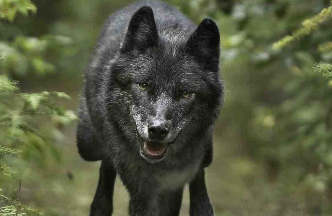 A black wolf runs toward the camera