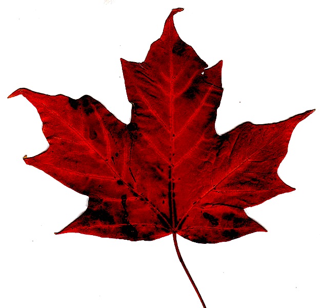 A red maple leaf on a white background.
