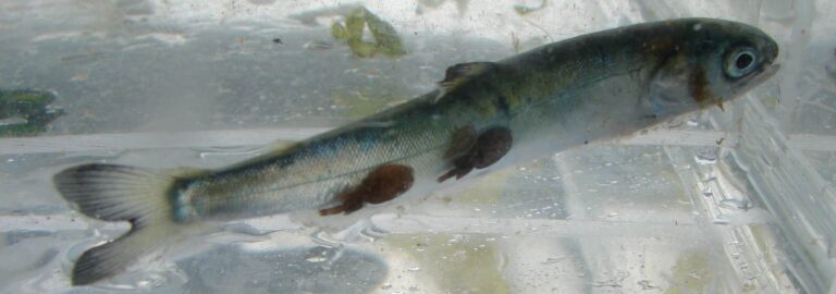 Sea lice from salmon farms infect juvenile sockeye