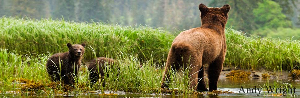 A grizzly bear mother stands looking into the forest with her two cubs nearby