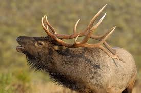 An elk with large antlers standing in a field.