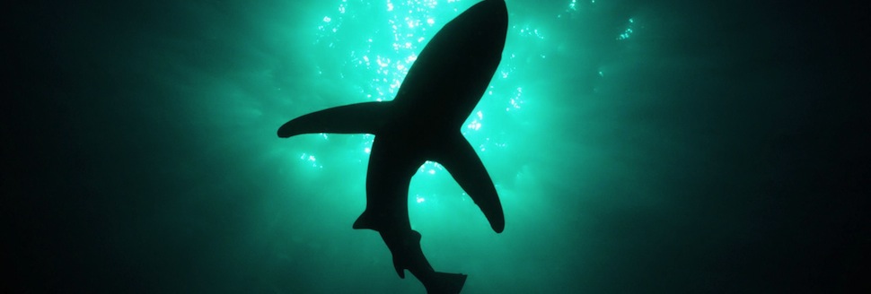 A shark swims in the water under a green light.