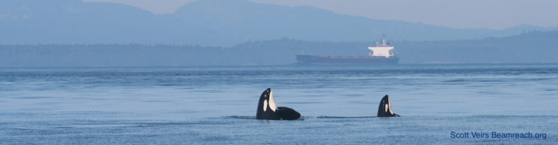 Two orca whales in the water with a ship in the background.
