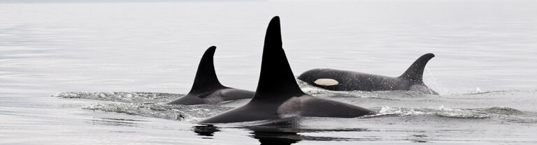 Orcas Swimming