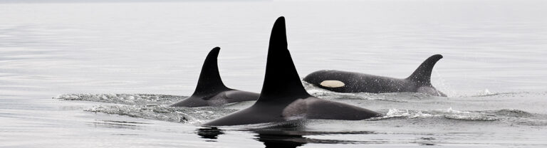 Potential acoustic impacts of increased vessel traffic on Southern Resident Killer Whales