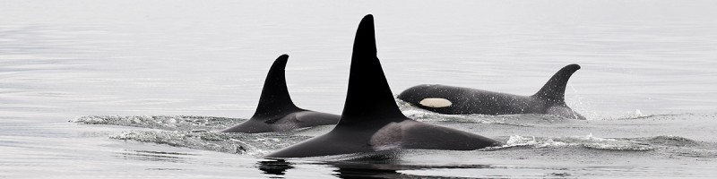 Orcas Swimming