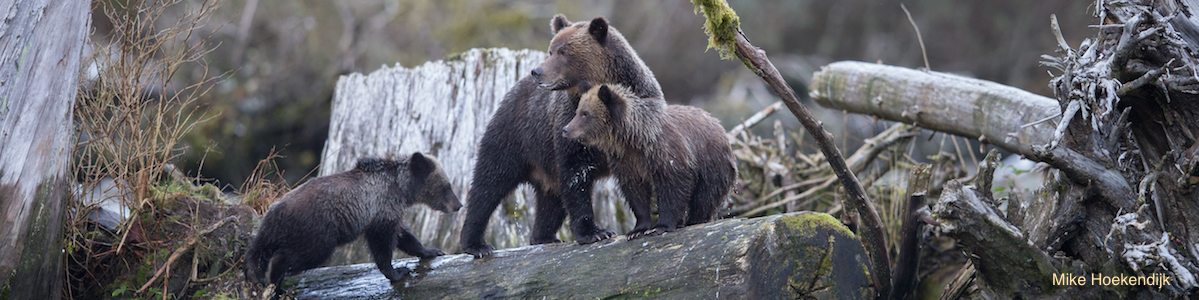 Two grizzly bears standing on a log in the woods.