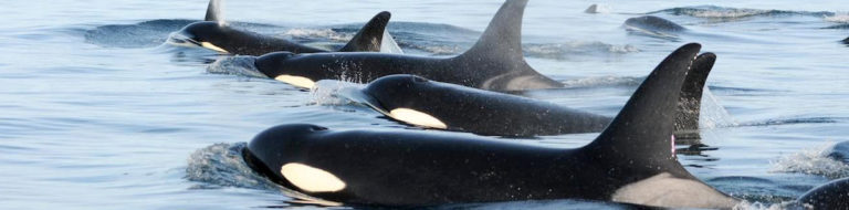 A group of orca whales swimming in the ocean.
