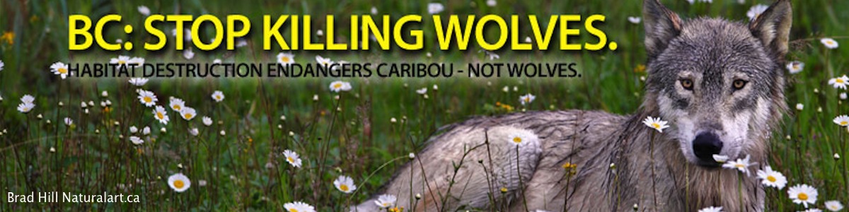 Bc stop killing wolves.
