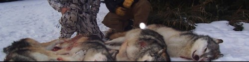A man in camouflage standing next to a dead wolf.