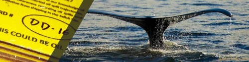 A drift card and a humpback whale fluke