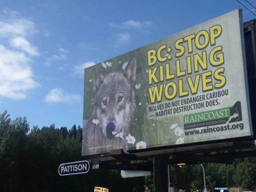 Bc stop killing wolves billboard.