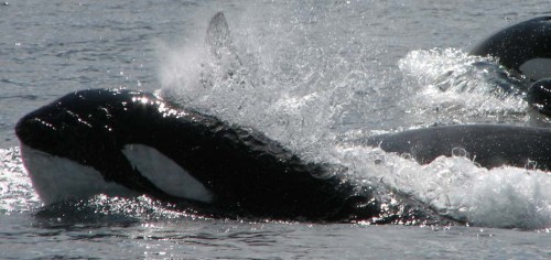 Orcas breaching, covered in water, in the sunlight