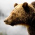 Raincoast reacts to NDP grizzly hunt announcement