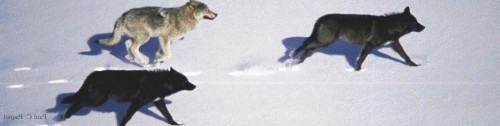 Three wolves running in the snow.