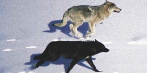 two wolves running on snow
