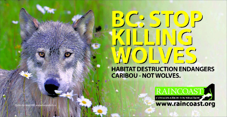 BC’s wolf cull is unscientific, unethical and unwarranted
