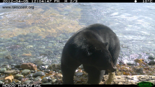 Black bear eating herring eggs - Caroline Fox