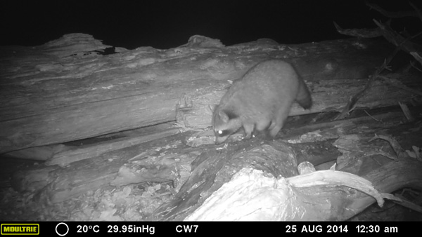 Raccoon foraging in the intertidal zone near Tofino