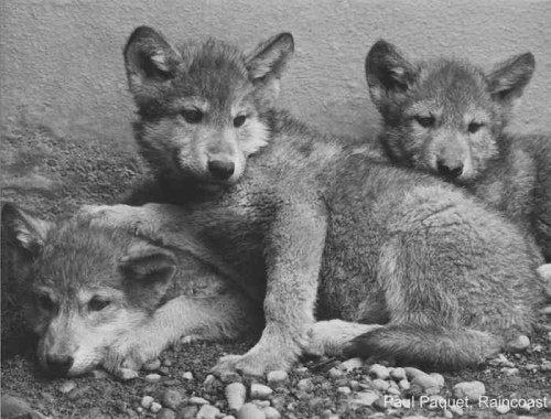 Three wolf pups cuddled together in black and white