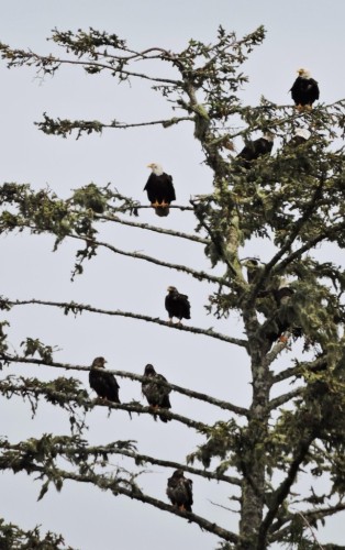 Many bald eagles in a tree