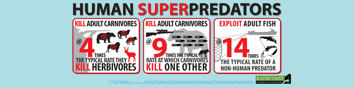 Montage of infographics on the human superpredator.