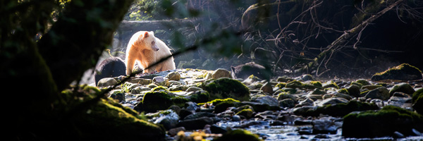 Spirit bear in the woods by a stream by Andy Wright