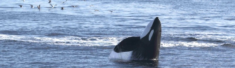 Southern Resident killer whale pokes head above water, displaying a classic spyhop behaviour