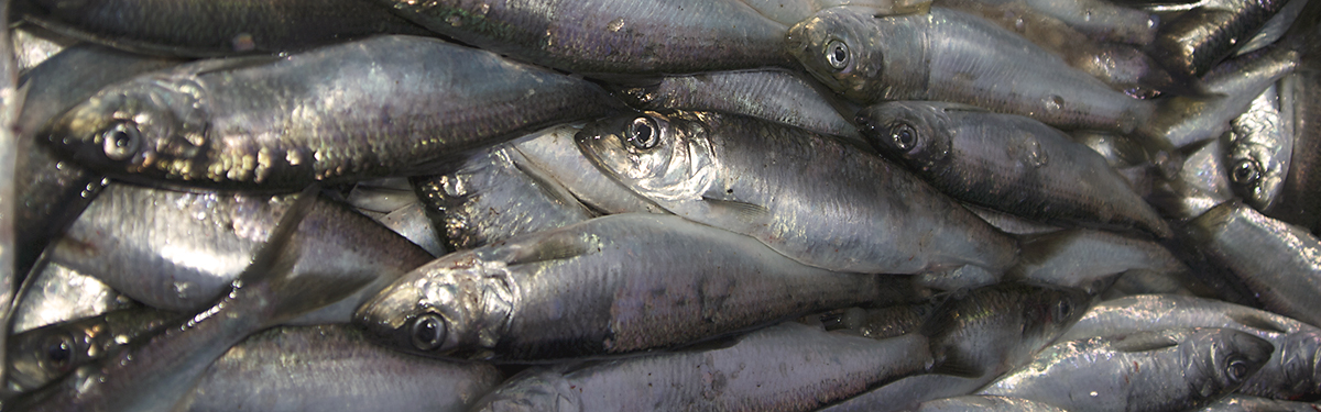 A pile of silvery Pacific herring.