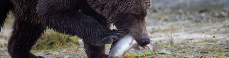 A brown bear with a fish in its mouth.
