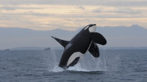 Southern Resident killer whale breaching from the waters of the Salish Sea with mountains in the background.