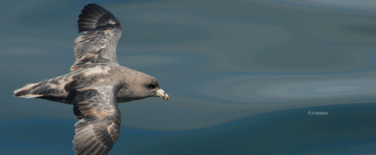 A dark morph Northern fulmar flies over the blue gray waters of the Pacific Ocean off the coast of BC.