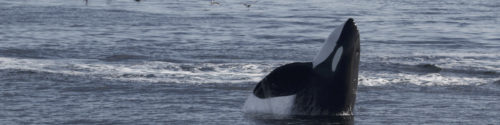 Southern Resident killer whale pokes head above water, displaying a classic spyhop behaviour.